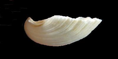 Pecten waikikius